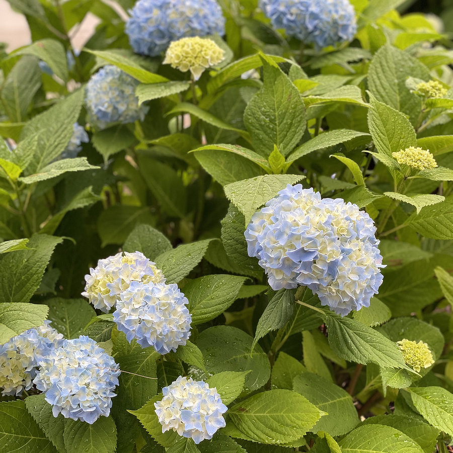 not sure what kind of tree this is, but it has nice flowers